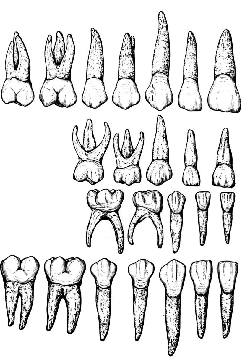 Rozdíly ve stavbě ve stálé a dočasné dentici dočasné zuby jsou menší než stálé zuby a mají konzistentnější tvar korunky dočasných zubů jsou menší v poměru ku kořeni a plošší (MD