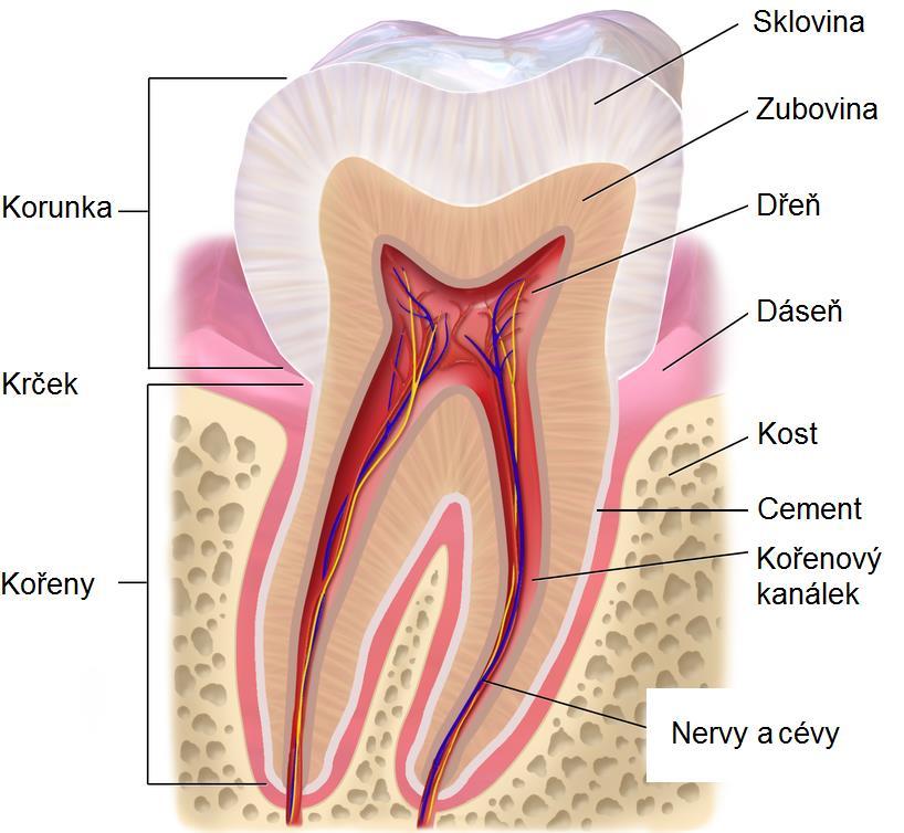cementum (substantia ossea) Dřeň (pulpa) pulpa řídké vazivo, cévy,