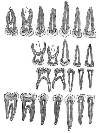 Rozdíly ve stavbě ve stálé a dočasné dentici Cement sekundární - chybí u dočasných zubů Dřeňová dutina C) v porovnání s velikostí korunky je větší u