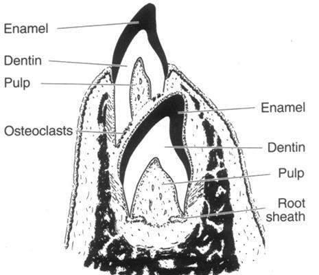 Prořezávání zubů frontální úsek: v dalším vývoji základ definitivního zubu sestupuje apikálně a podsouvá se pod kořen dočasného předchůdce distální