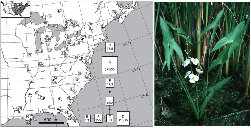 Úvod Stuĺık v ČR Příklady odjinud Závěrem Reference Říční systémy Jiná vodní prostředí Šípatka širolistá (Sagittaria latifolia) v Severní Americe Pomocí PCR-RFLP chloroplastové