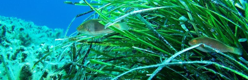 Úvod Stuĺık v ČR Příklady odjinud Závěrem Reference Říční systémy Jiná vodní prostředí Vikarizující posidonie mořská (Posidonia oceanica) Jedna z mála mořských cévnatých rostlin Studována