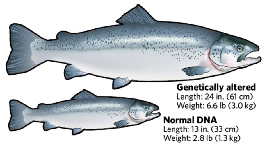 GM losos U zvířat jako jsou prasata, skot nebo ovce, došlo vložením růstového genu do jejich DNA k významným úspěchům, ovšem výsledný efekt se neprojevil tak zásadně jako při genetické modifikaci ryb.