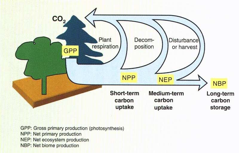 Uhlíkový cyklus v ekosystémech autotrofní respirace dekompozice poškození nebo těžba krátkodobý záchyt uhlíku střednědobý záchyt uhlíku dlouhodobý záchyt uhlíku GPP: hrubá primární produkce NPP: