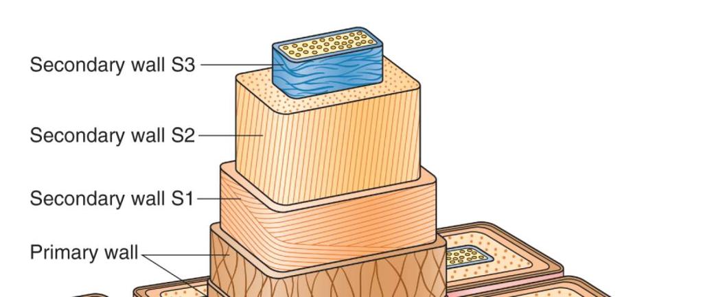 Sekundární buněčná stěna ukládá se na vnitřní straně primární buněčné stěny 14 Funkce upevnit vodivý systém a strukturu Pevnost - celulózové