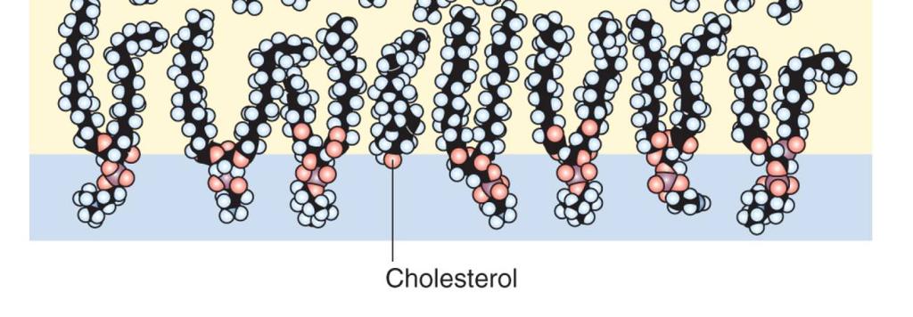 skupina (cholesterol) Lipidy ve vodě spontánně