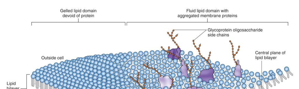 18 Integrální proteiny hydrofilní a hydrofóbní doména; někdy