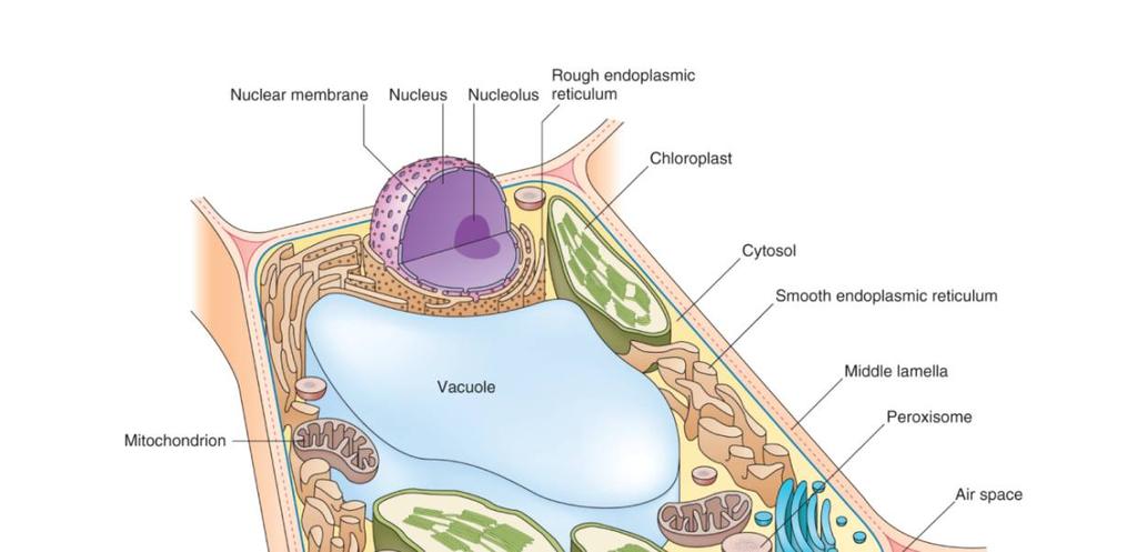 2 Odhalení struktury buňky: - elektronová mikroskopie - světelná