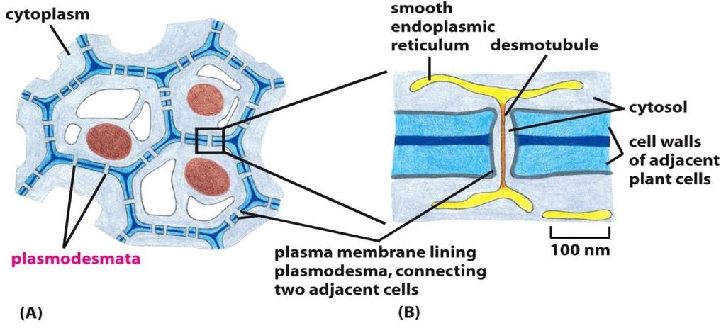 21 Prostřednictvím plasmodezmat buňky sdílí plazmatickou membránu Ionty a malé molekuly (do 800 Da) volně difundují z buňky od