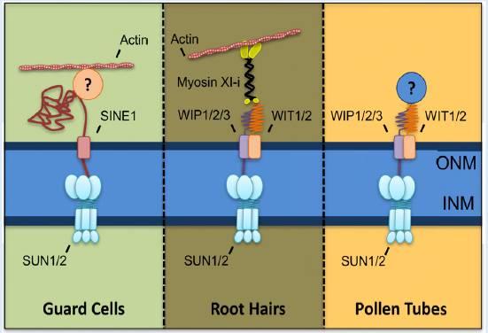 LINC = Linker of nucleoskeleton and cytoskeleton (spojovač nukleoskeletu a cytoskeletu (u rostlin popsány zcela nedávno) 28 LINC jsou složeny z proteinů KASH na vnější jaderné obálce (ONM) a proteinů