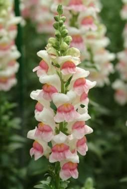 (Antirrhinum majus) odráží světlo a tím zvyšují jas