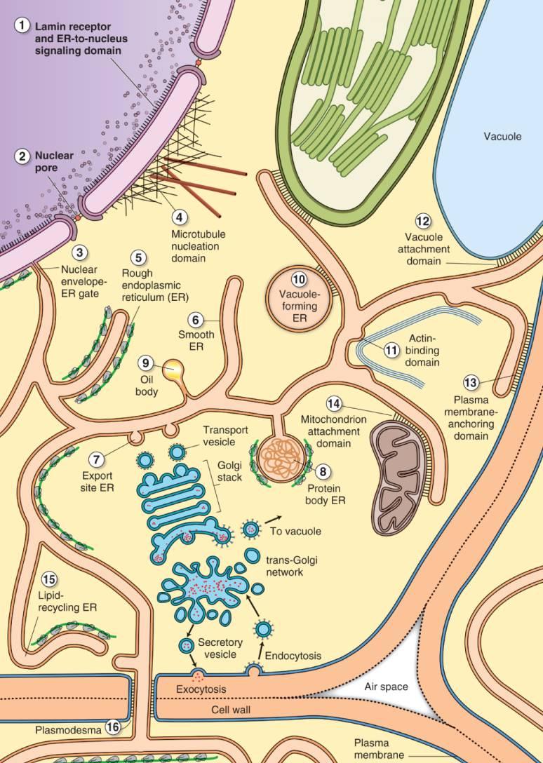 Endoplazmatické retikulum (ER) 30 Prostorová síť kontinuálních tubulů a zploštělých váčků - propojují jadernou obálku, prochází cytoplazmou a dávají základ PM; 16 domén Funkce: - syntéza, zpracování