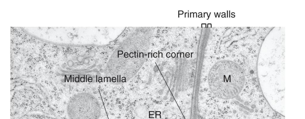 Obrázek z transmisního elektronového mikroskopu spojení tří buněk 4 Primární buněčná stěna: - formuje kostru rostliny - určuje morfologii