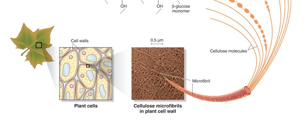 Primární buněčná stěna: 1. Celulóza Uloženo v matrix pektinových polysacharidů 2. Zesíťující glykany 3. Strukturní proteiny a fenylpropanoidy 5 1.