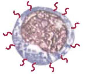 T-cell CD69 C-Type Lectin Early Lymphocyte