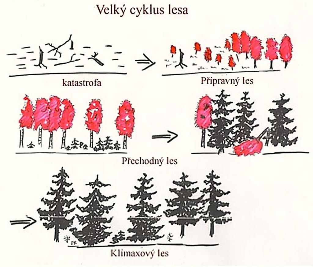 Během velkého vývojového cyklu lesa je možno rozeznat několik stádií a typů lesa: Stádium přípravného