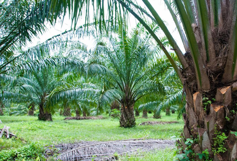 PALMA OLEJNÁ Příčina celého problému pramení v rostlině zvaná palma olejná. Z jejich plodů se získává palmový olej a z jejich jader poté palmojádrový olej.