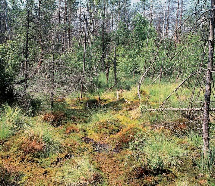 âeskobudûjovicko GEOLOGIE Horninové podloïí tvofií porfyrická amfibol-biotitická melanokratní Ïula (typ âertovo bfiemeno), souãást stfiedoãeského plutonu, která je pfiekrytá slabou vrstvou