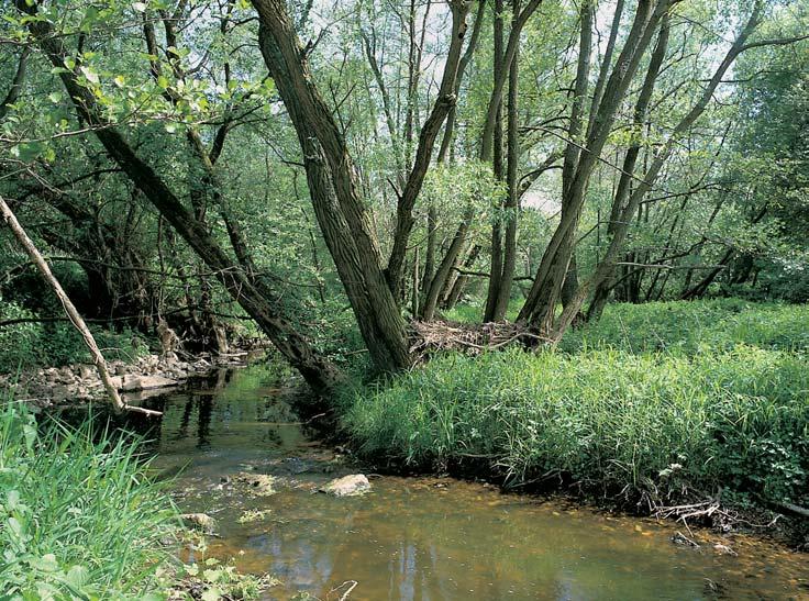 âeskobudûjovicko GEOLOGIE Horninov m podkladem je biotitická pararula (moldanubikum), jiïní ãást údolí pfietíná v bûïek men ího tûlesa kataklastické biotitické advojslídné Ïuly (souãást