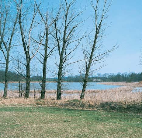KVùTENA PobfieÏí rybníka lemují rûznû iroké litorální rákosinové porosty (Phragmition communis). Ve v chodním v bûïku severnû od hráze je vyvinut porost rákosu obecného (as.