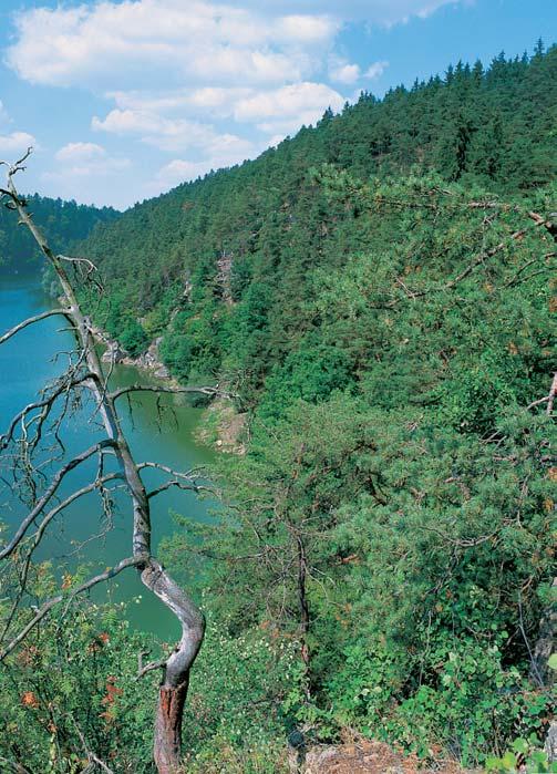 KVùTENA Na skalách a strm ch skalnat ch svazích pfievaïují pfiirozené porosty acidofilních jestfiábníkov ch a li ejníkov ch reliktních borû (Hieracio pallidi-pinetum, Cladonio rangiferinae-pinetum