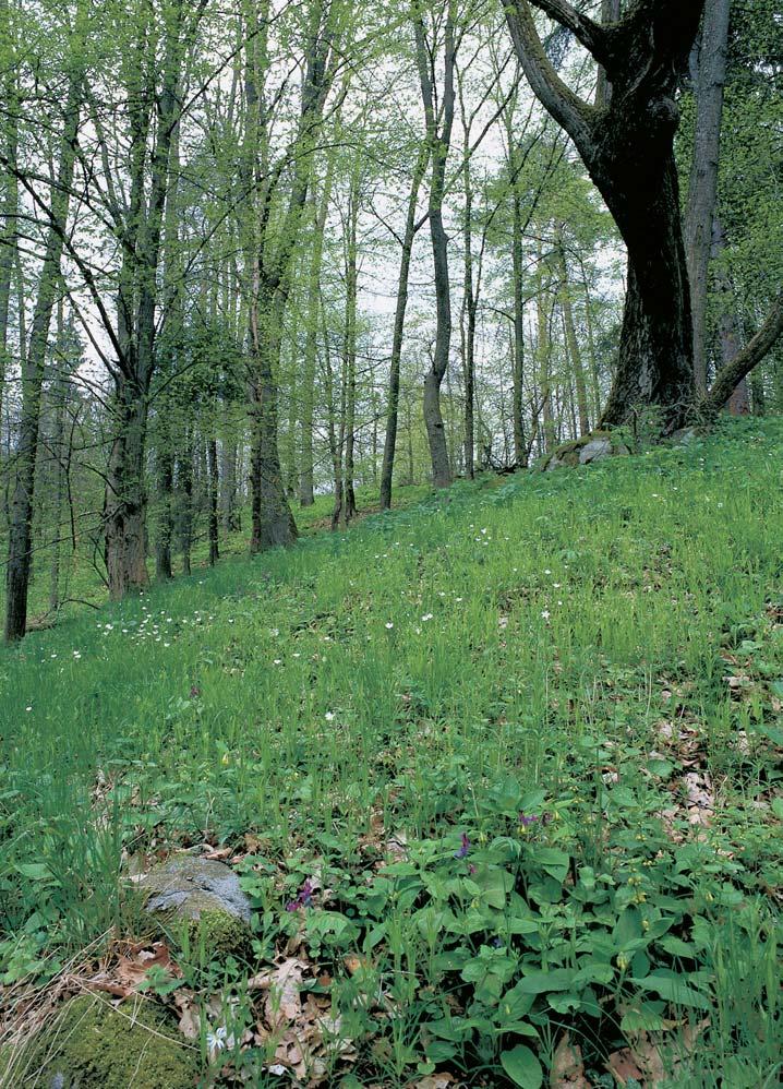 Okres Písek rezervace Îlíbky Les na pfiíkr ch svazích a v roklích na levém svahu údolí Otavy,,5 km v chodnû od obce Stará VráÏ.