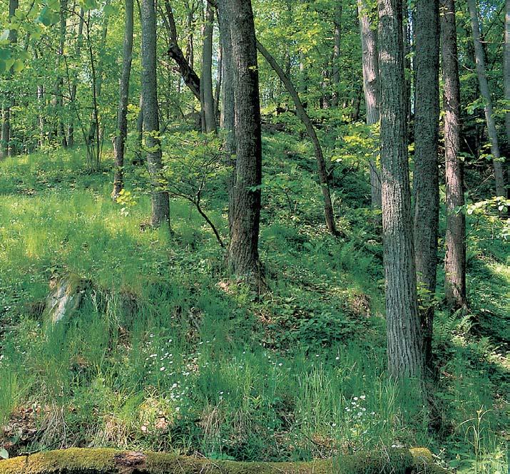 âeskobudûjovicko ramosum), tomkovice jiïní (Hierochloë australis), tolita lékafiská (Vincetoxicum hirundinaria), hrachor ãern (Lathyrus niger), fiebfiíãek vratiãolist (Achillea distans), strdivka