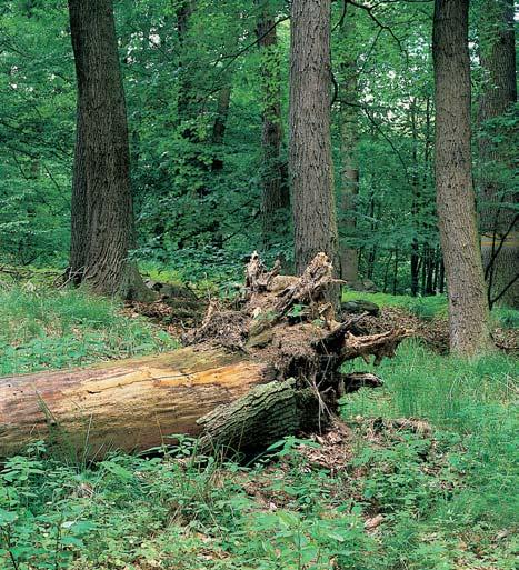 KVùTENA Pfiirozené smí ené porosty pfiírodní rezervace jsou fytocenologicky nevyhranûná lesní spoleãenstva.