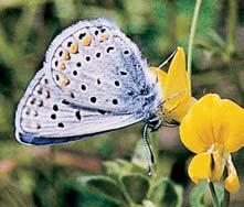 Na mokfiadech a vlhk ch loukách jsou lokálnû hojné mûry Apamea rubrirena, Orthosia opima, Chortodes minima, Celaena leucostigma nebo li ejníkovec mokfiadní (Thumatha senex), kter je systematicky