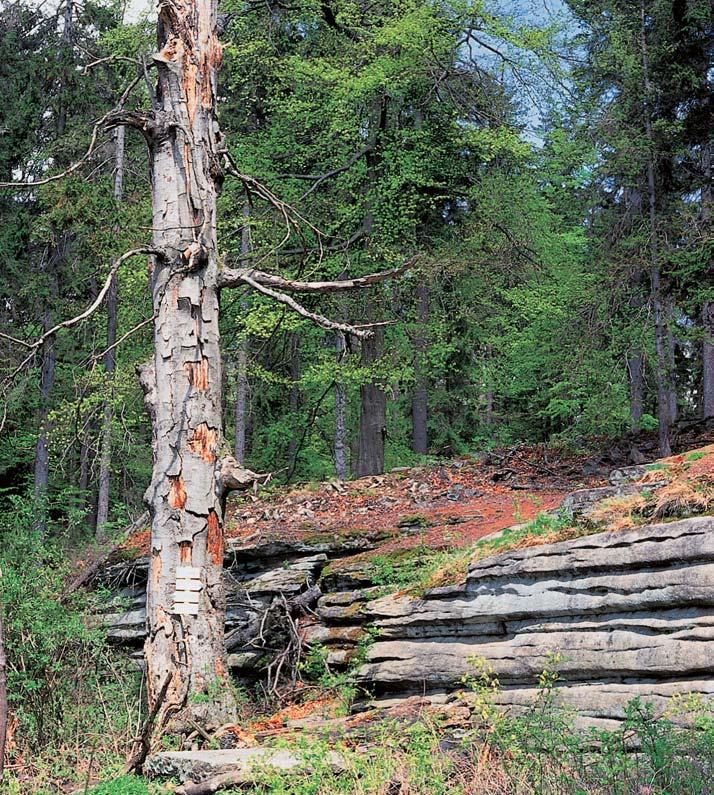 Jihlavsko Lavicovitá odluãnost Ïuly v Jihlavsk ch vr ích. lava stéká s Jihlávkou a dal ími potoky, leïí Jihlavská kotlina, ve které se rozkládá krajské mûsto Jihlava.