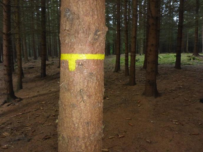 Označený strom poblíž středu