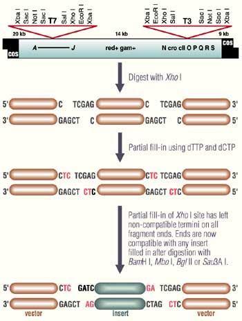 genomové knihovny lambda FIX II (Stratagene)