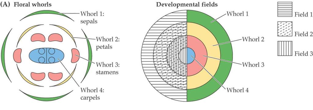 20 1 ABC model vývoje květních orgánů Květní primordium