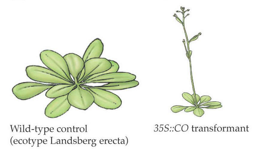 květních genů Northern blot = množství RNA Konstrukt: silný promotor 35S + gen CO LD SD