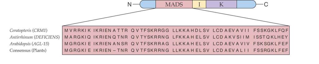 28 1 Produkty homeotických genů = proteiny AG, PI, AP1, AP3 skupina evolučně konzervovaných transkripčních faktorů.