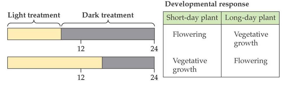 4 Kvetení je indukováno fotoperiodou = poměrem mezi délkou dne a noci Krátkodenní rostliny kvetení je indukováno krátkým dnem a dlouhou nocí (např.