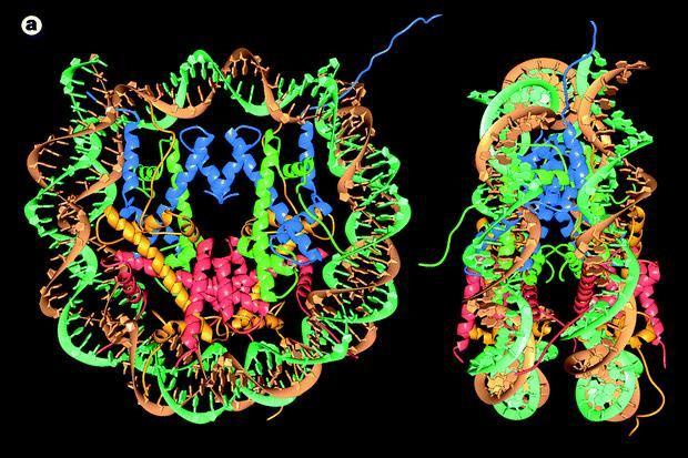 Chromozom primární struktura Nukleosom H2A H2B H3 H4 - dvoušroubovice DNA