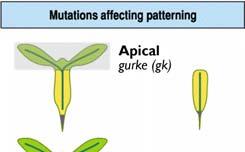 studium mutací  apikálního meristému