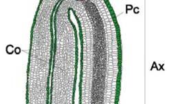 Postembryonální vývoj rostlin Primární meristémy