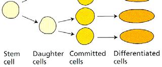 apikální meristémy Kmenové buňky Nediferencované