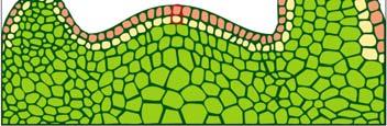 L1 epidermis; L2 a L3 kůra a vodivá pletiva