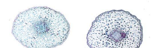 Semenné rostliny (huseníček) několik kmenových buněk s