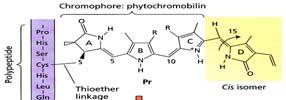 Fotoperiodismus - fytochrom R (red) 660 nm Dvě formy fytochromu Detekce R a FR světla FR (far-red) 730 nm P r - forma absorbující R světlo (660 nm) P