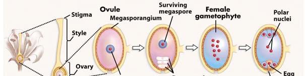 Megasporogeneze