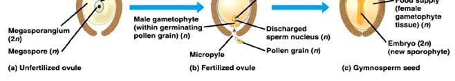 perisperm Vaječné obaly 2n osemení