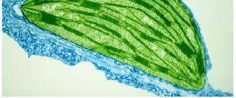 fotosyntézy a zvýšení respirace Opad listů
