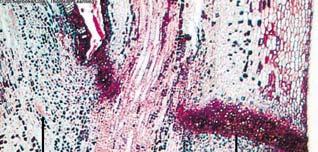Chloroplast Rozpad pigmentových komplexů