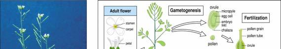 Huseníček octomilka rostlinné vývojové biologie