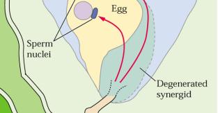Vajíčko Vaječná buňka