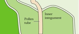 perisperm 2n testa